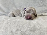 Kamea - AKC, a female Weimaraner for sale in Bois D Arc, MO – 6 of 10