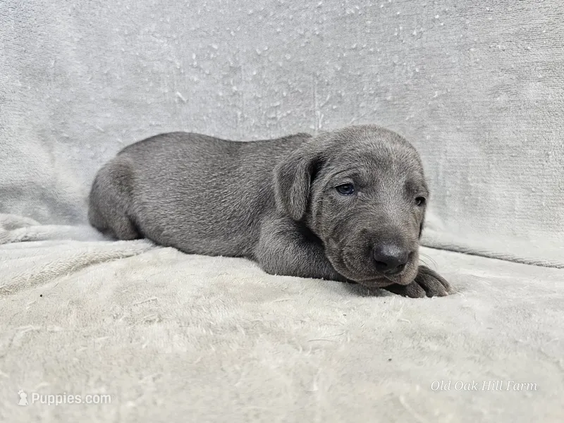 Macy - AKC – Weimaraner puppy for sale in Bois D Arc, MO