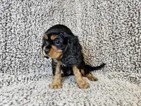 Duke - FULL AKC, a male Cavalier King Charles Spaniel for sale in Bois D Arc, MO – 8 of 10