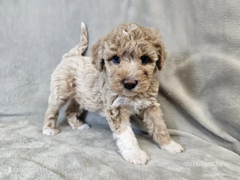 Mochi – Poochon puppy for sale in Bois D Arc, MO