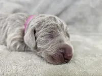 Suri - AKC, a female Weimaraner for sale in Bois D Arc, MO – 10 of 10