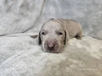 Kincaid - AKC, a male Weimaraner for sale in Bois D Arc, MO – 3 of 10