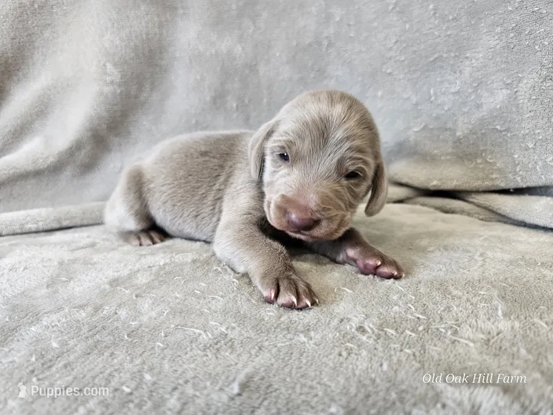 Crix - AKC – Weimaraner puppy for sale in Bois D Arc, MO