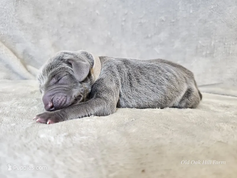 Kanyon - AKC – Weimaraner puppy for sale in Bois D Arc, MO