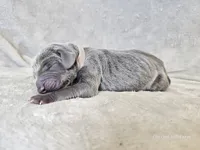 Kanyon - AKC, a male Weimaraner for sale in Bois D Arc, MO – 1 of 10
