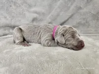 Suri - AKC, a female Weimaraner for sale in Bois D Arc, MO – 9 of 10