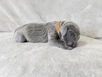 Khaizer - AKC, a male Weimaraner for sale in Bois D Arc, MO – 2 of 10