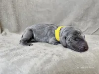 Macy - AKC, a female Weimaraner for sale in Bois D Arc, MO – 4 of 10