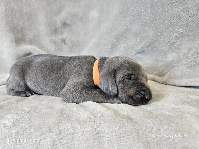 Monty - AKC – Weimaraner puppy for sale in Bois D Arc, MO
