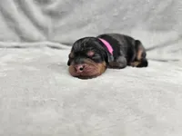 Runa - Blue Merle Phantom, a female Cavapoo for sale in Bois D Arc, MO – 8 of 10