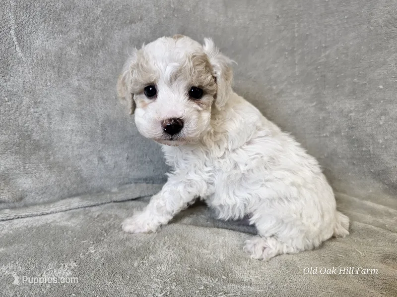 Yeti – Poochon puppy for sale in Bois D Arc, MO