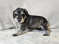 Azriel, a male Schnoodle for sale in Bois D Arc, MO – 9 of 10