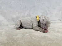Krescent- AKC, a female Weimaraner for sale in Bois D Arc, MO – 8 of 10