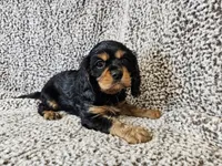 Duke - FULL AKC, a male Cavalier King Charles Spaniel for sale in Bois D Arc, MO – 9 of 10