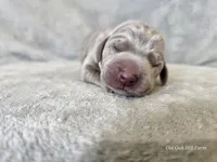 Kinzleigh - AKC, a female Weimaraner for sale in Bois D Arc, MO – 5 of 10