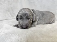 Chance, a male Weimaraner for sale in Bois D Arc, MO – Photo 2 of 10