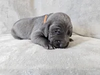 Chance - AKC, a male Weimaraner for sale in Bois D Arc, MO – Photo 3 of 10