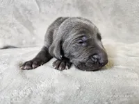 Chance - AKC, a male Weimaraner for sale in Bois D Arc, MO – Photo 5 of 10