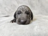 Chance - AKC, a male Weimaraner for sale in Bois D Arc, MO – Photo 2 of 10
