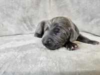 Chance, a male Weimaraner for sale in Bois D Arc, MO – Photo 8 of 10