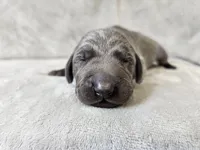 Chance, a male Weimaraner for sale in Bois D Arc, MO – Photo 4 of 10