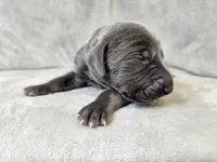 Chance, a male Weimaraner for sale in Bois D Arc, MO – Photo 5 of 10