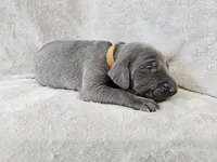 Chance - AKC, a male Weimaraner for sale in Bois D Arc, MO – Photo 8 of 10