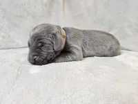 Chance, a male Weimaraner for sale in Bois D Arc, MO – Photo 3 of 10