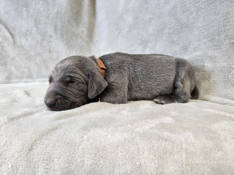 Chance - AKC – Weimaraner puppy for sale in Bois D Arc, MO
