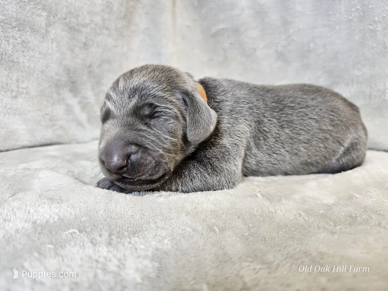 Chance, a male Weimaraner for sale in Bois D Arc, MO – Photo 1 of 10