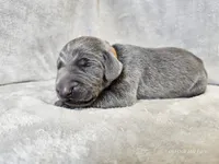 Chance, a male Weimaraner for sale in Bois D Arc, MO – Photo 1 of 10