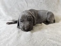 Chance - AKC, a male Weimaraner for sale in Bois D Arc, MO – Photo 4 of 10
