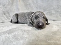 Chance, a male Weimaraner for sale in Bois D Arc, MO – Photo 7 of 10