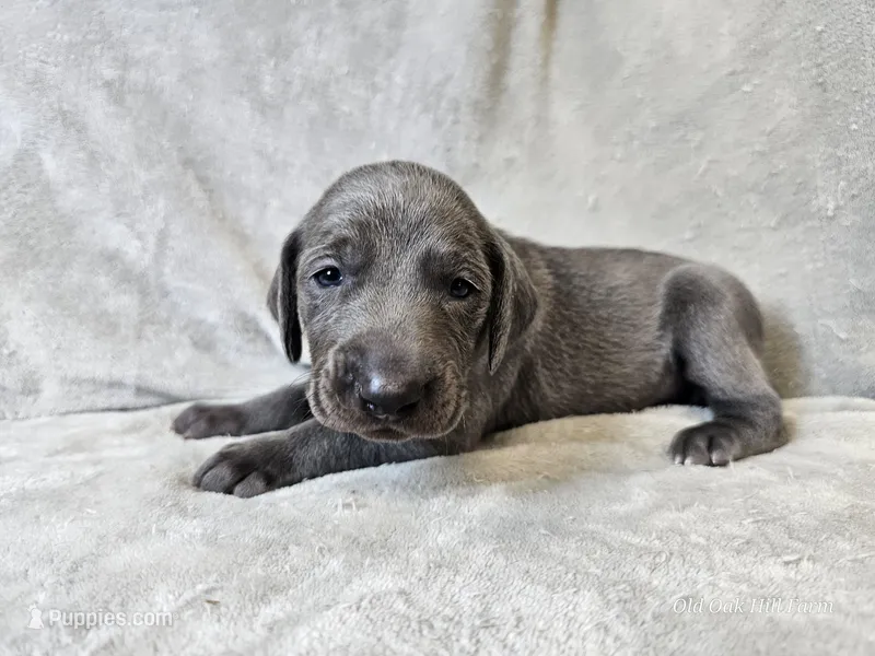 Chance - AKC – Weimaraner puppy for sale in Bois D Arc, MO