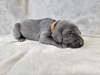 Chance - AKC, a male Weimaraner for sale in Bois D Arc, MO – Photo 10 of 10