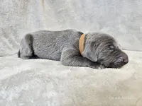 Chance, a male Weimaraner for sale in Bois D Arc, MO – Photo 10 of 10