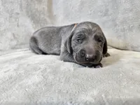 Chance - AKC, a male Weimaraner for sale in Bois D Arc, MO – Photo 7 of 10