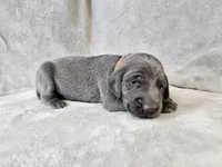 Chance - AKC, a male Weimaraner for sale in Bois D Arc, MO – Photo 9 of 10