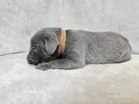 Chance, a male Weimaraner for sale in Bois D Arc, MO – Photo 6 of 10