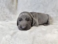 Chance - AKC, a male Weimaraner for sale in Bois D Arc, MO – Photo 6 of 10