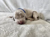 Crix - AKC, a male Weimaraner for sale in Bois D Arc, MO – 7 of 10