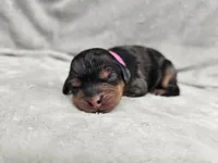 Runa - Blue Merle Phantom, a female Cavapoo for sale in Bois D Arc, MO – 4 of 10