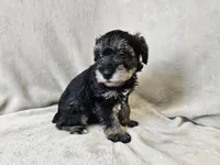 Rhysand, a male Schnoodle for sale in Bois D Arc, MO – 8 of 10