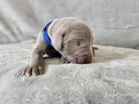 Crix - AKC, a male Weimaraner for sale in Bois D Arc, MO – 5 of 10