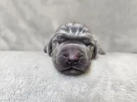Khaos- AKC, a male Weimaraner for sale in Bois D Arc, MO – 2 of 10