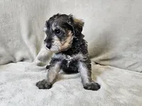 Azriel, a male Schnoodle for sale in Bois D Arc, MO – 10 of 10