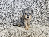 Merlin- blue merle phantom , a male Cavapoo for sale in Bois D Arc, MO – 8 of 10