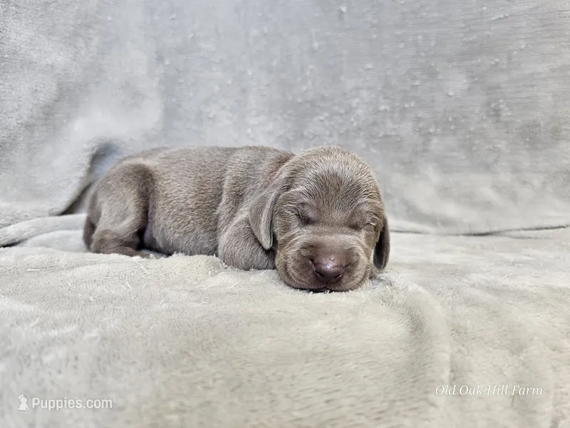 Kinzleigh - AKC – Weimaraner puppy for sale in Bois D Arc, MO
