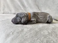 Khaizer - AKC, a male Weimaraner for sale in Bois D Arc, MO – 10 of 10