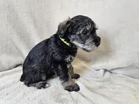 Rhysand, a male Schnoodle for sale in Bois D Arc, MO – 7 of 10